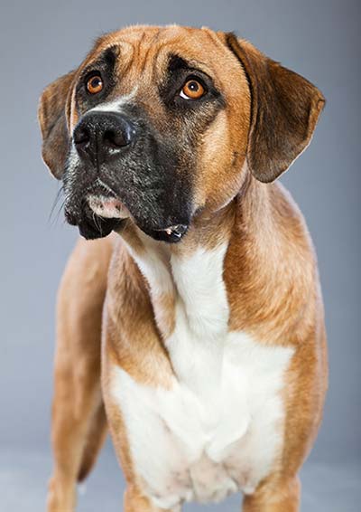 Lerntheorie Hund - Belohnung nie weglassen