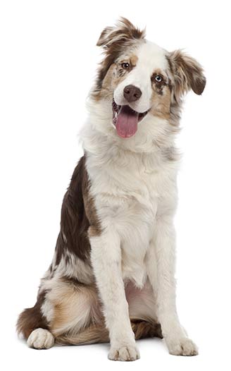 Wichtige Fragen vor dem Hundetraining