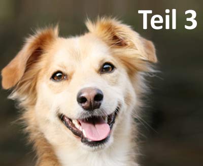 Lerntheorie Hund - Fachbeitrag Teil 3