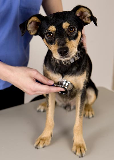 Medical Training - entspannter Hund beim Tierarzt