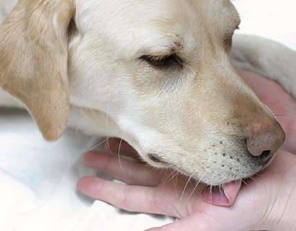 Medical Training Hund - die klassische Gegenkonditionierung