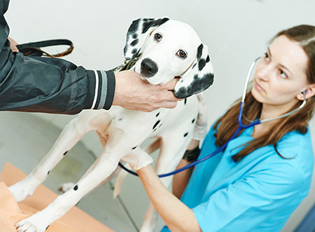 Medical Training - Was macht es mit der Mensch-Hund-Beziehung?