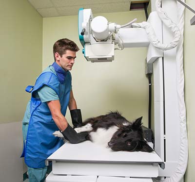 Medical Training Röntgen ohne Narkose