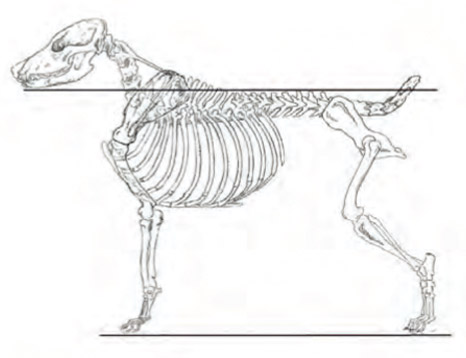 Anschauungsbeispiel anhand eines Skeletts, Zeichnung Pat Hastings.