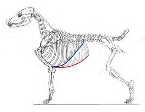 Anschauungsbeispiel anhand eines Skeletts. Zeichnung: Pat Hastings