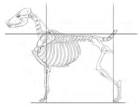 Anschauungsbeispiel eines Hunde-Skeletts - Zeichnung: Pat Hastings