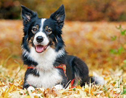 Ein glücklicker Hund.