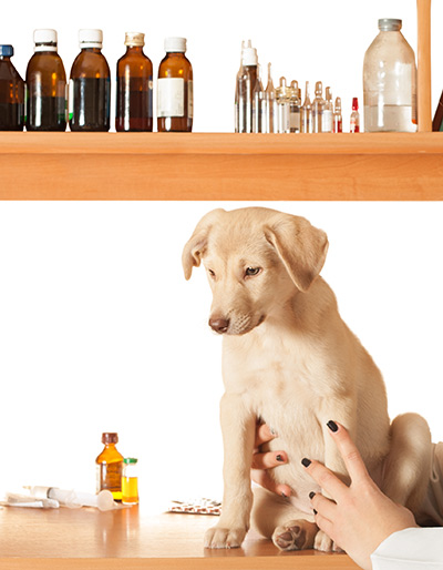 Tierversicherungen können auch Alternativmedizin decken