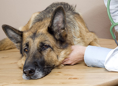 Tierversicherung für kranke Hunde