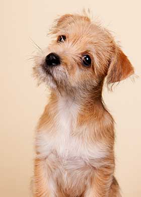suesser Hund