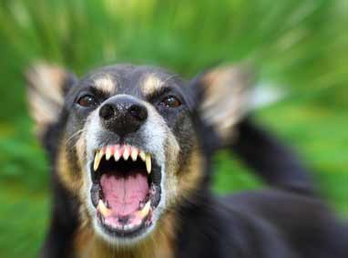Aggressives Verhalten eines Hundes