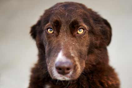 Aerhaltenstherapie Hund - Angst ein häufiges Problem