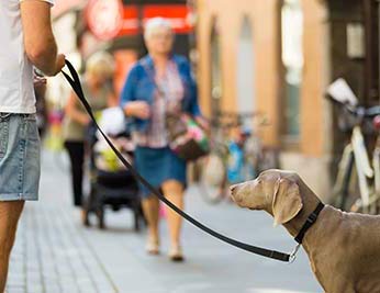 Verhaltenstherapie bedeutet viele Wiederholungen im Hundetraining.