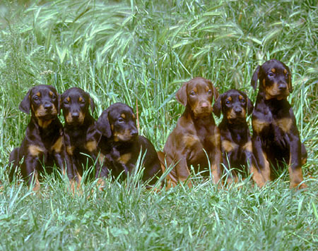 Welpen sitzen brav und lassen sich fotografieren.