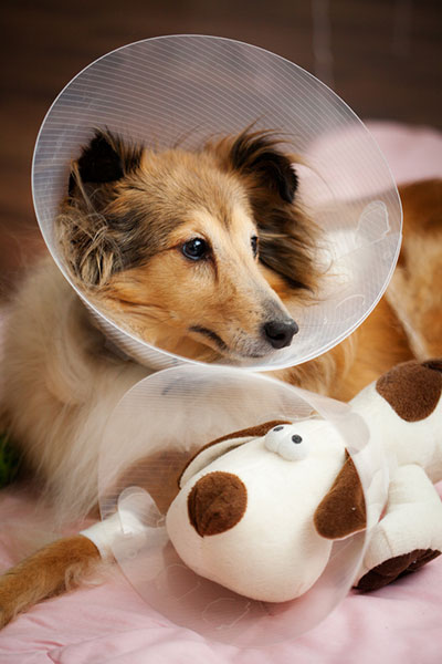 Hund trägt Halskragen für Tierarzttraining