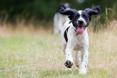 Hund rennt über Wiese und erfreut sich seines Lebens
