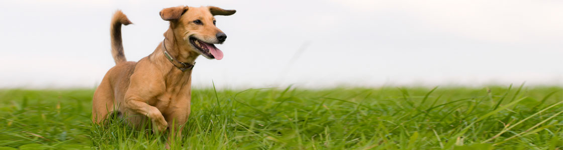 Hund in Aktion auf grüner Wiese