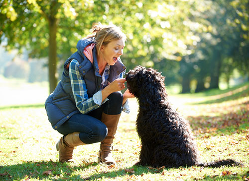 Hundesitterin hat Spass mit einem Hund