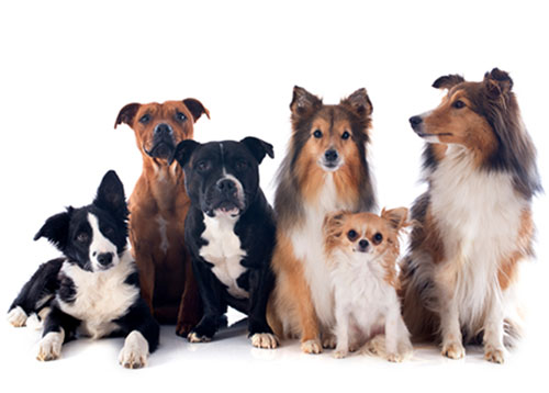 Hundegruppe - als Sinnbild für die Hundemitglieder auf Hundeherz.ch