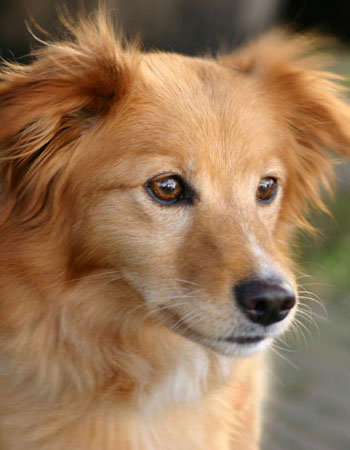 Niedlicher Hund schaut in eine Richtung.