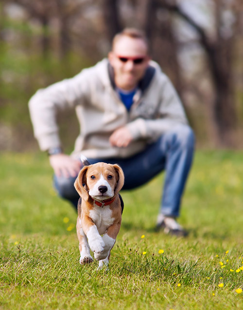Bereits im Welpenalter beginnt das Training - und macht allen Spass!