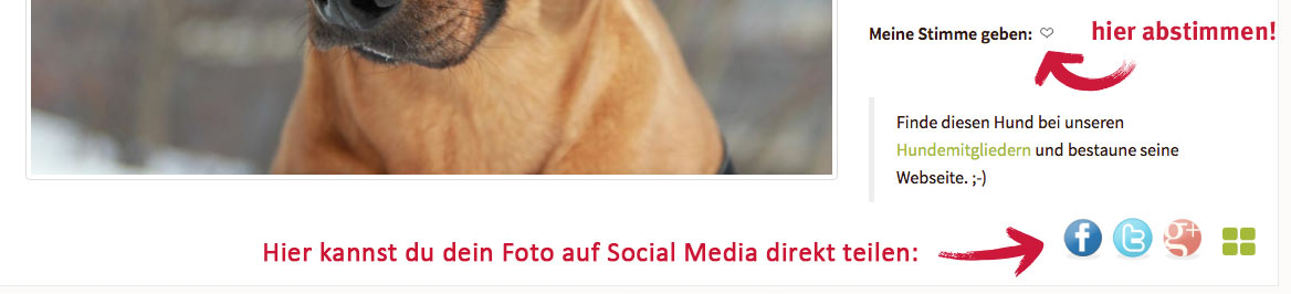 Anleitung Fotowettbewerb