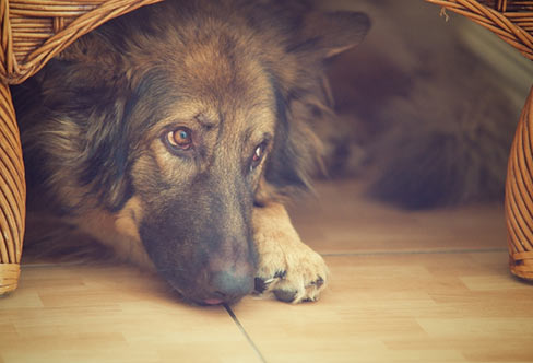 Viele Hunde verkriechen sich unter Möbel, in den Keller oder sonst an einen vermeintlich sicheren Ort.