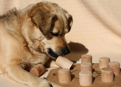 Hund mit Intelligenz-Spielzeug. Ablenkung kann eine grosse Hilfe sein.