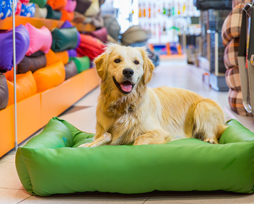 Hunde testet in einem Hunde-Shop sein neues Hundebett.