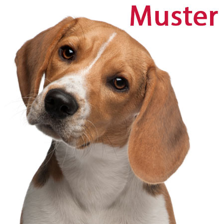 Muster Mini-Webseiten von Bello