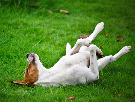 Hund wälzt sich auf einer Wiese
