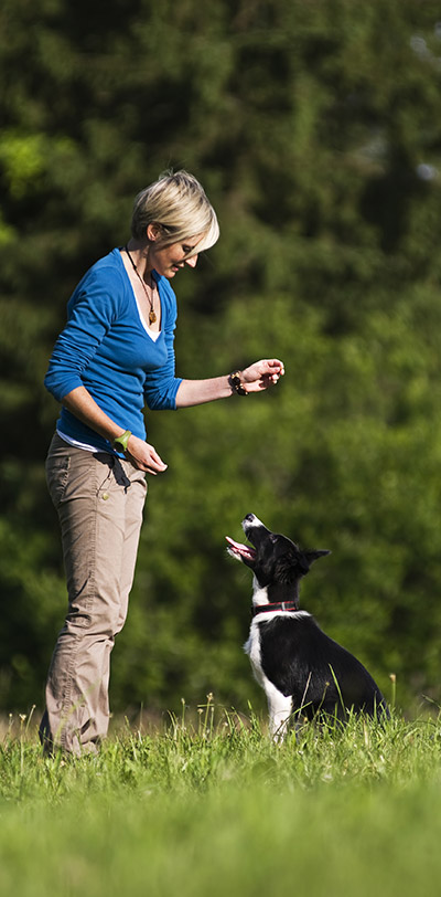 Hund und Halter im Training, welches auf Motivation basiert.