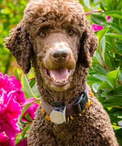 1. Rang Fotowettbewerb