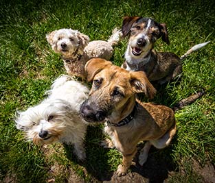 Unterschied ANIS vs. AMICUS