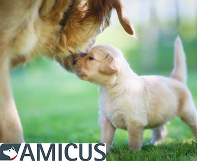 Hundedatenbank Amicus