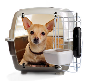 Hund in einer Transportbox für Hunde.