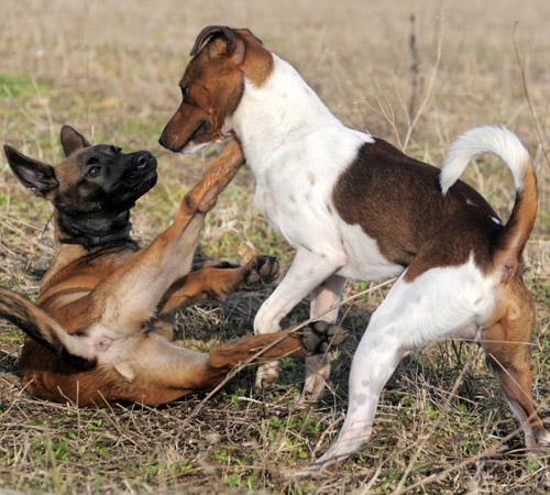 Zwei Hunde im Gefecht? Für Laien ist der Unterschied zwischen Spiel und Ernst oft nur schwer erkennbar.