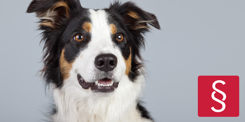 Hübscher Hund vertritt die Rechte der Hunde