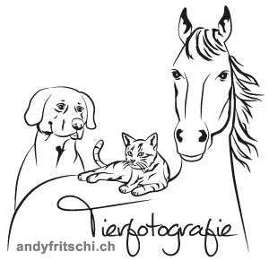 Tierfotografie Hundefotografie andyfritschi.ch