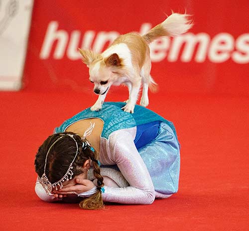 DogDance-Turnier Hundemesse 2018 in Winterthur
