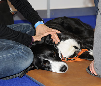 Gesundheitsthemen Hund