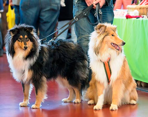 Hundemesse Winterthur - für Hundefreunde