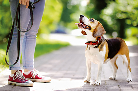 Hundemesse Winterthur - Treffpunkt für Hundefreunde