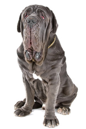 Übermässige Faltenbildung erfordert übermässige Pflege. Damit in den Falten keine Ekzeme entstehen.