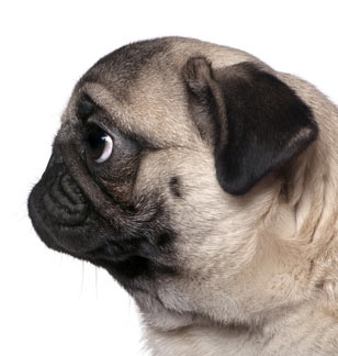 Mit eingeschränkten Atemwegen nimmt die Lebensqualität massiv ab.