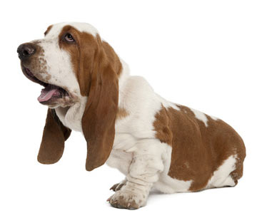 Beim Basset ist oft die natürliche Fortbewegung eingeschränkt (Bsp. Stufen etc.)