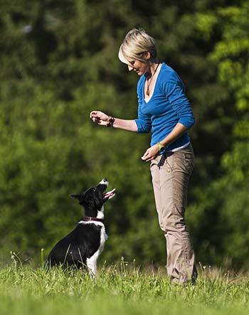 SKN Kurse auf AMICUS eintragen