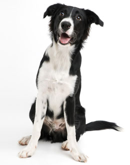 Verlosung Hundeführer Fred & Otto Schweiz