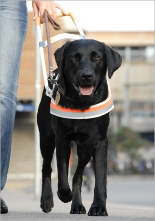 Hundemesse - Sonderthema die Wahrnehmung der Hunde