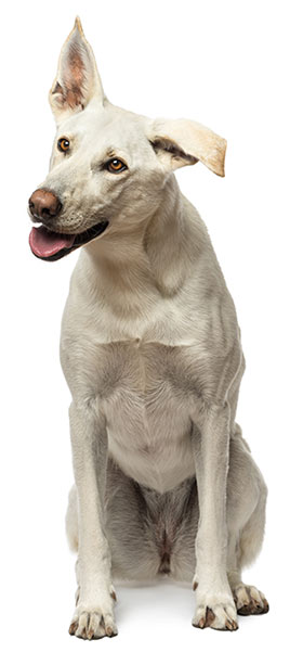 Verhaltenskodex für Hundehalter